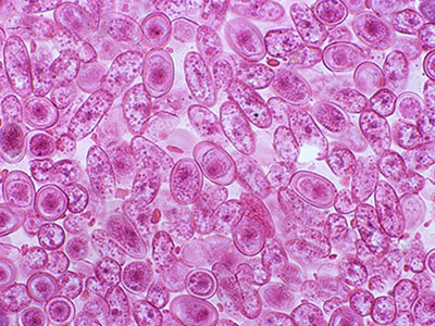 1531995015769137JJ9z.png 46.png